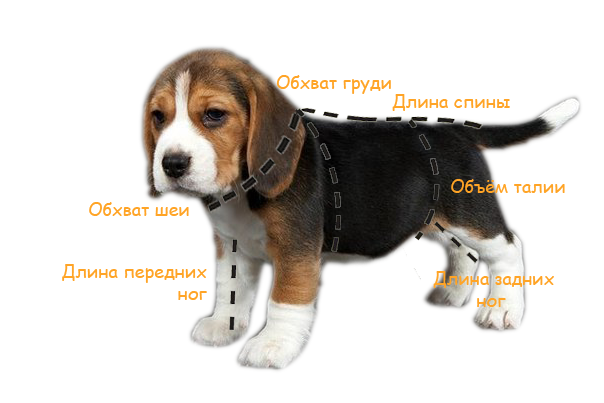 размеры одежды для собак