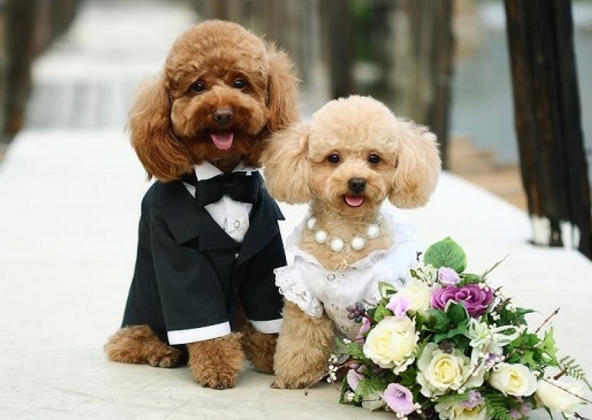 Свадебная одежда для собак