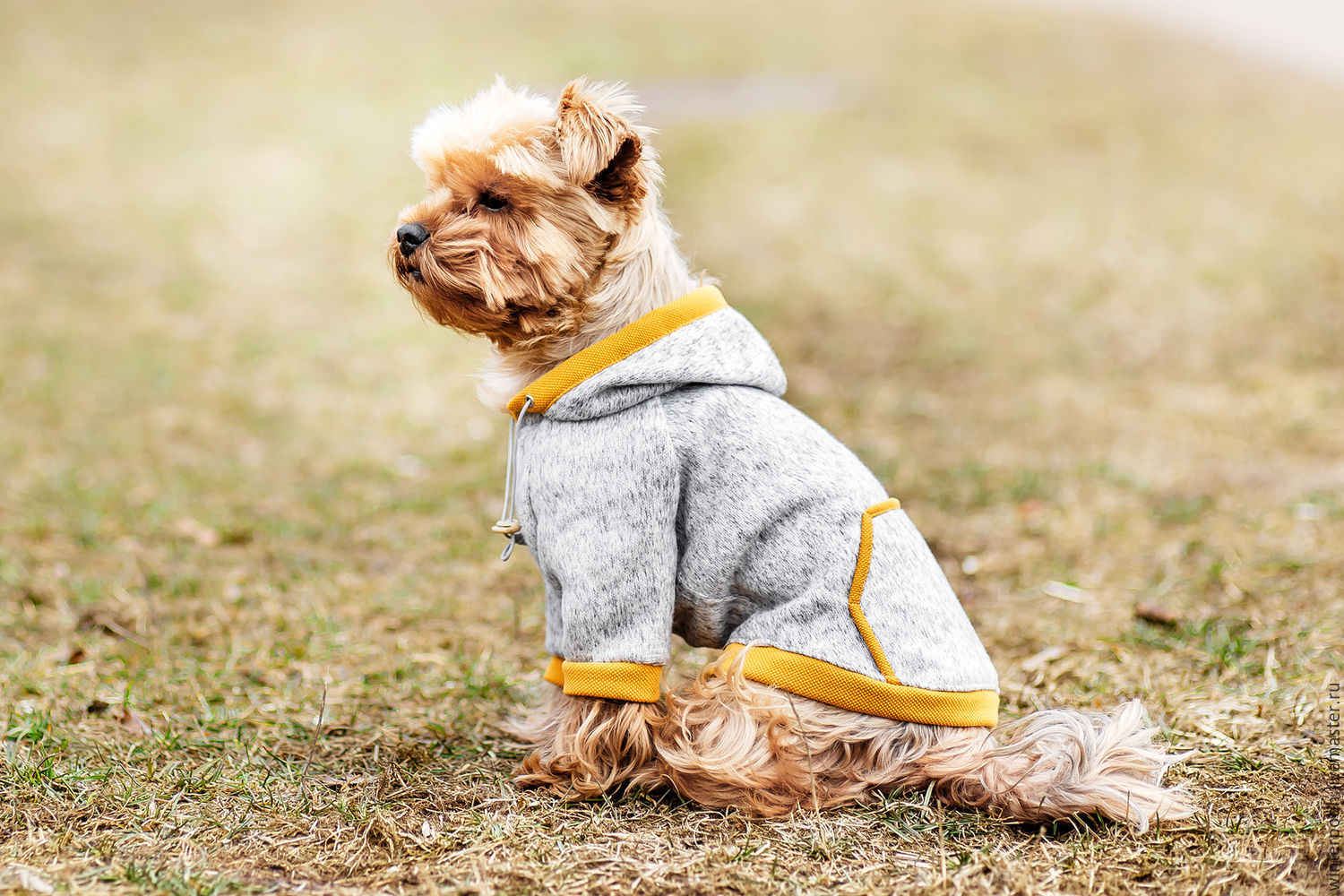 Осенняя одежда для собак