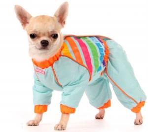 ТОП самой популярной модной одежды для собак мелких пород