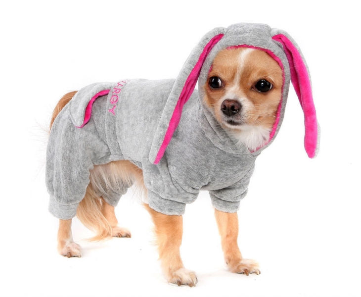 ТОП самой популярной модной одежды для собак мелких пород — Полезные статьи