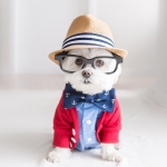 На что обратить внимание при выборе стильной одежды для собак – стиль и качество