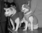 История одежды для собак: когда и зачем стали наряжать тузиков