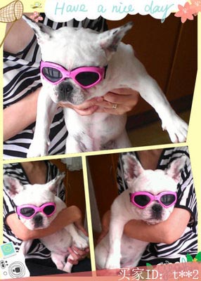 Солнцезащитные очки для собак Shine (синие)